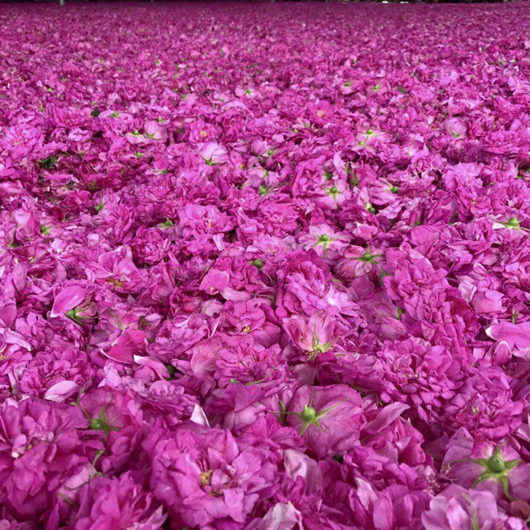山東平陰原生種的重瓣食用玫瑰，清晨摘取最能保存珍貴的精油成分。圖／錢欽青、張繼欄