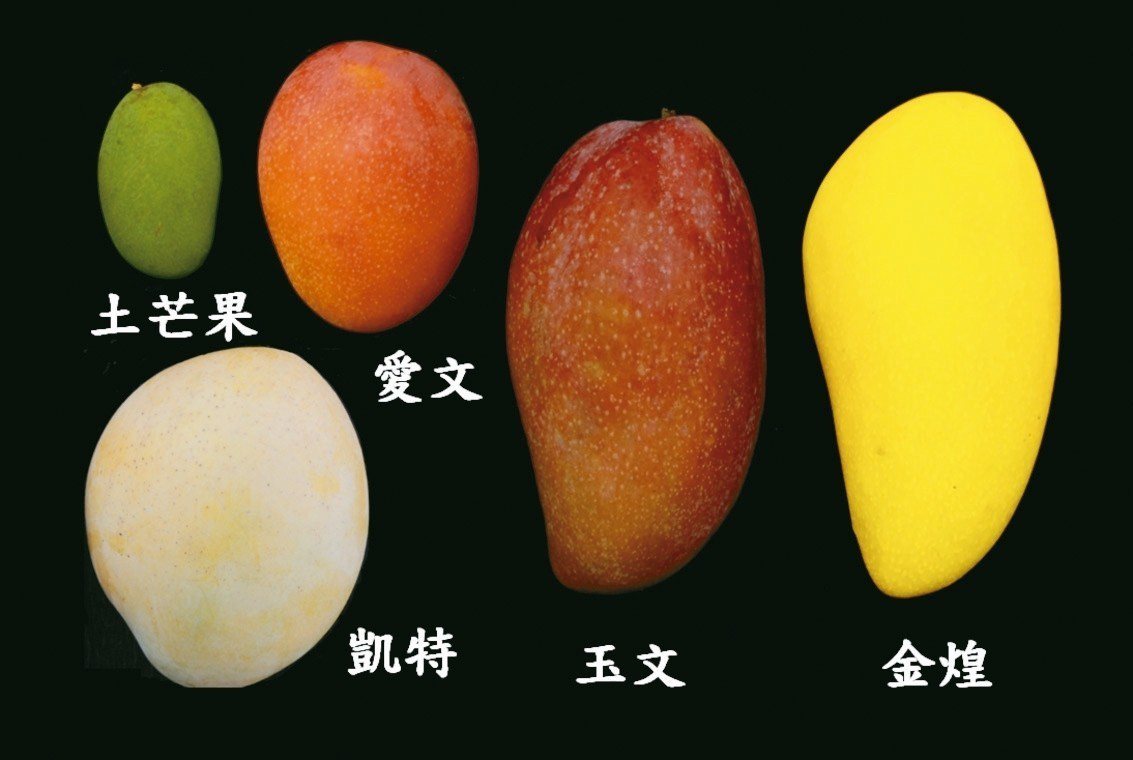 台南區農改場以一張圖片讓民眾秒懂5大芒果種類。<br />記者吳淑玲／攝影