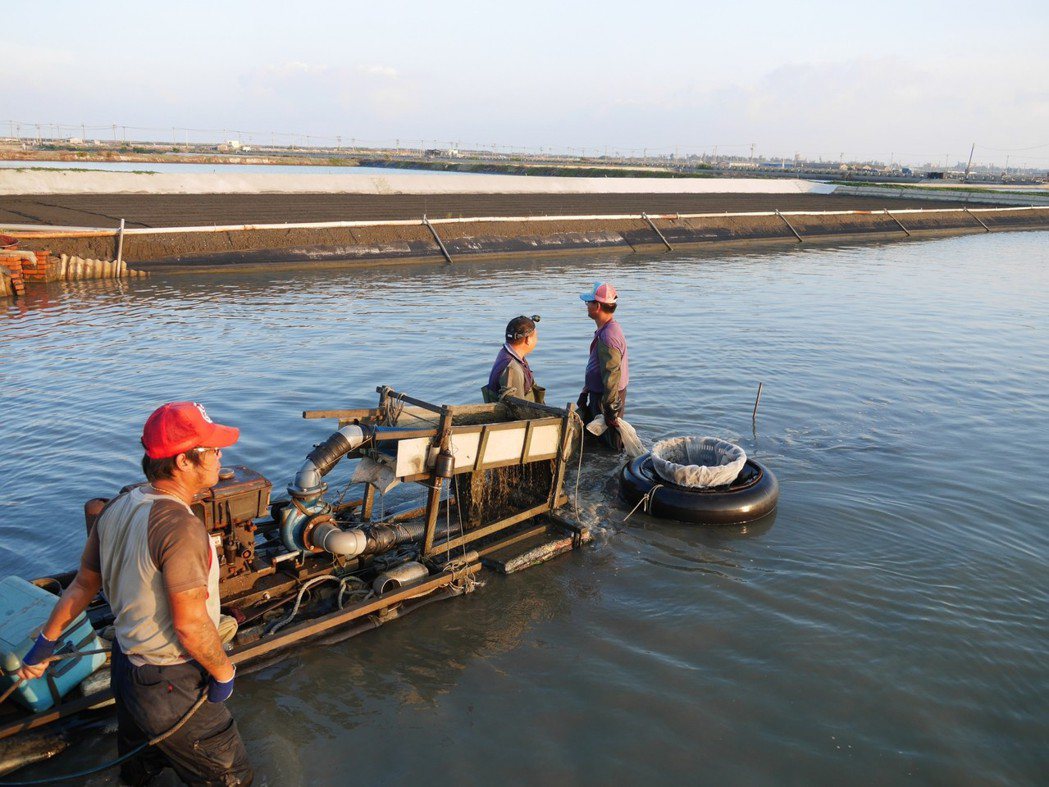 魚塭水質益菌數直接影響文蛤育成率，不少養殖漁民感嘆越來越難養。 甲宸生技/提供