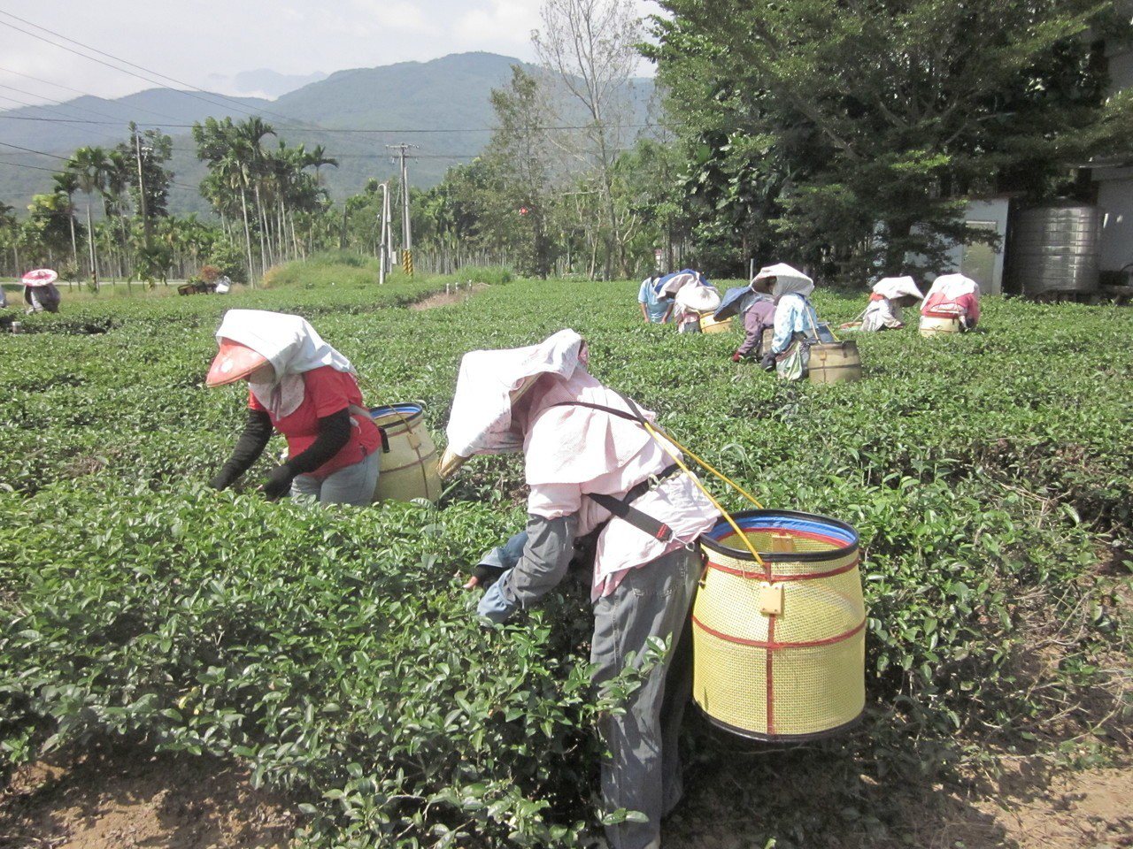 農委會茶改場表示，金萱茶沖泡熱水後，奶香味比較能夠散發出來。聯合報系資料照
