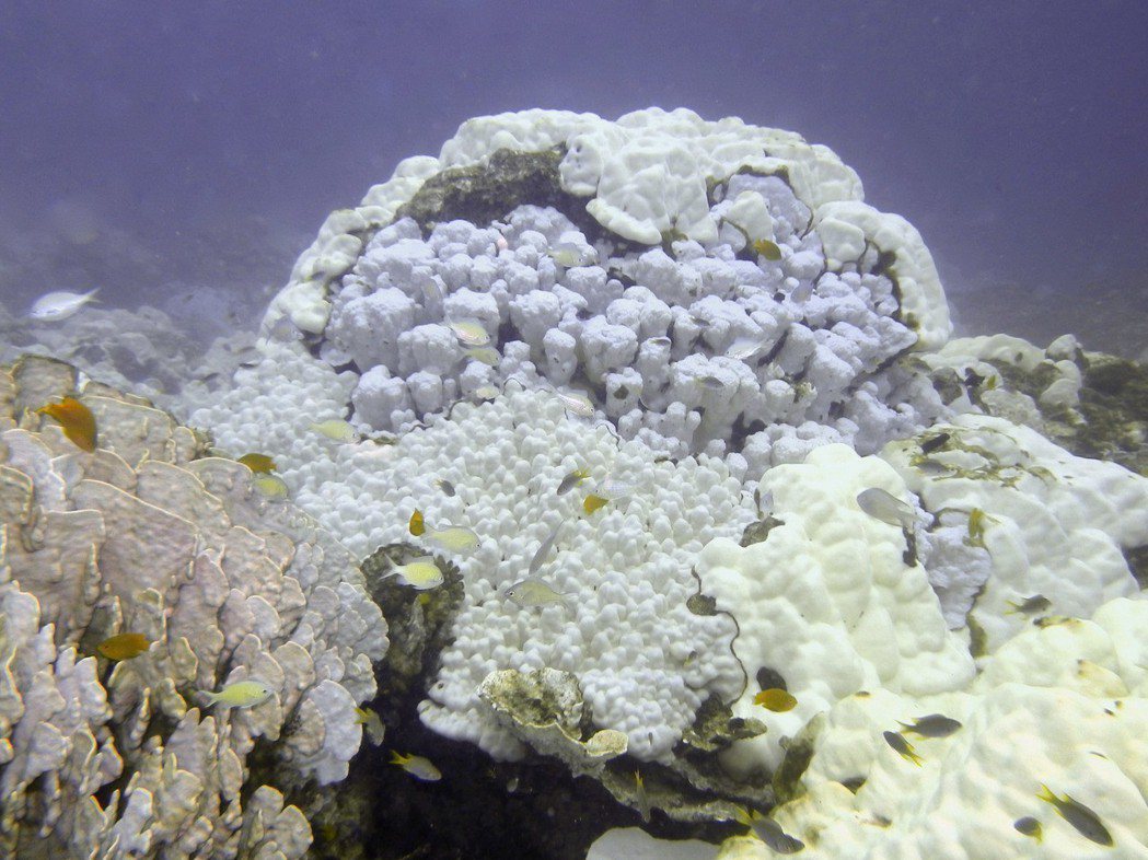 2010年，美國國家海洋暨大氣總署公告了在泰國大拉查島珊瑚白化的情況。圖／美聯社