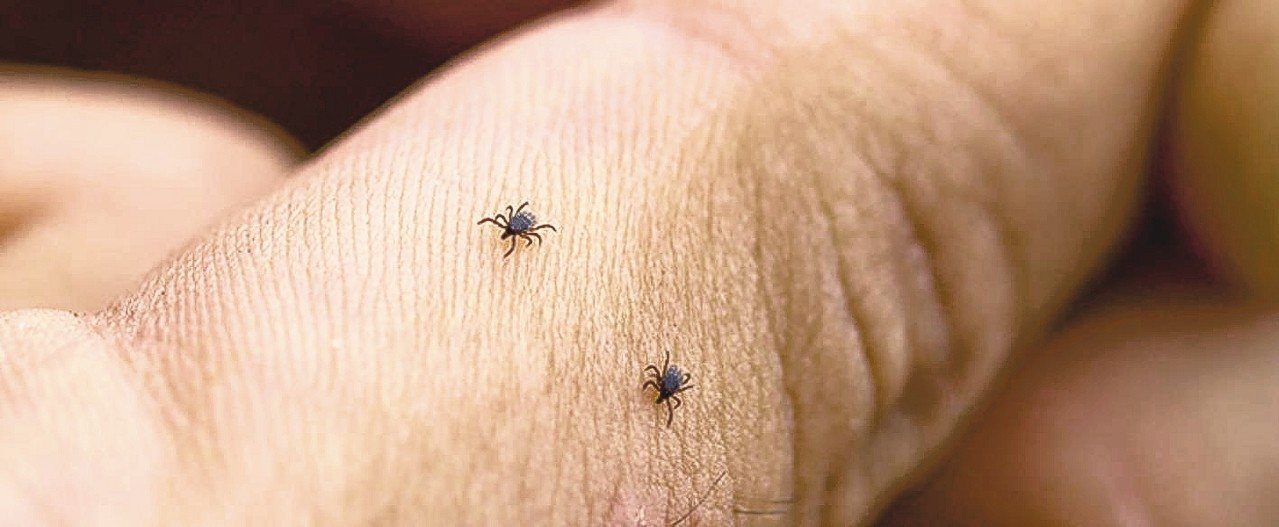 蜱蟲帶有細菌，打死後恐沾至更多處、造成更大範圍的感染。