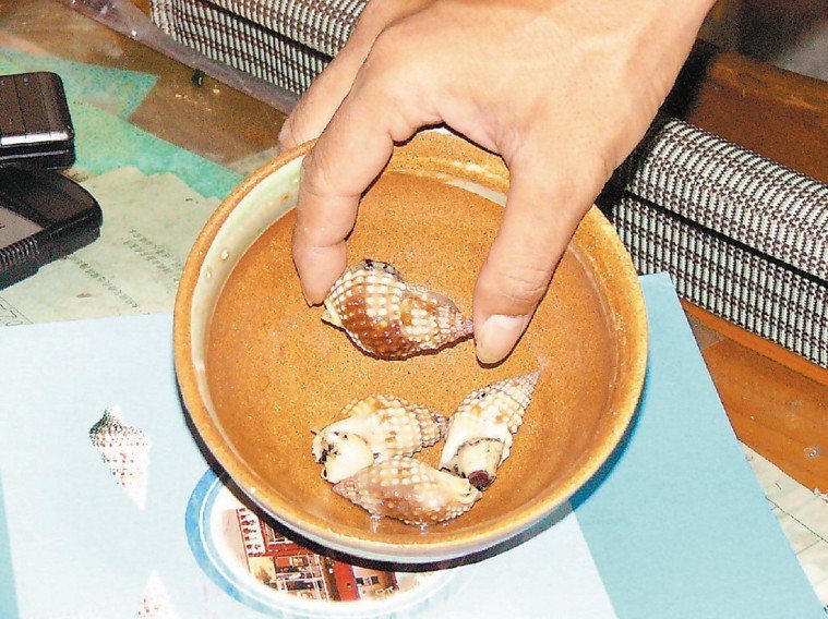 割香螺學名叫織紋螺，含有河豚毒素。報系資料照