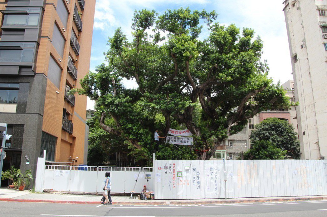 中正區杭州南路一段48號正著手進行都更，現場的百年老榕樹將面臨移樹命運，讓護樹團體不惜「上樹」抗議。圖／民眾提供