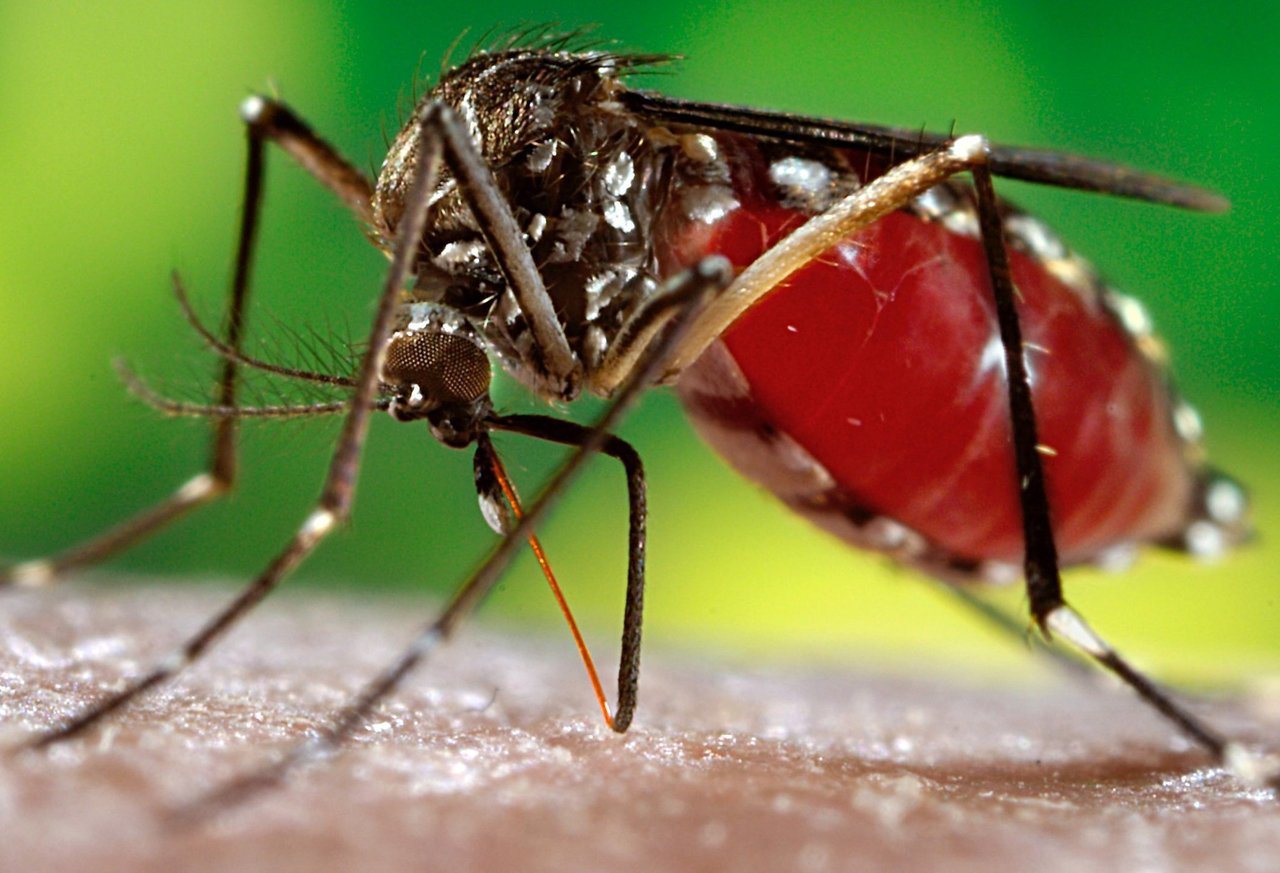 傳播茲卡病毒的黃熱病蚊子。