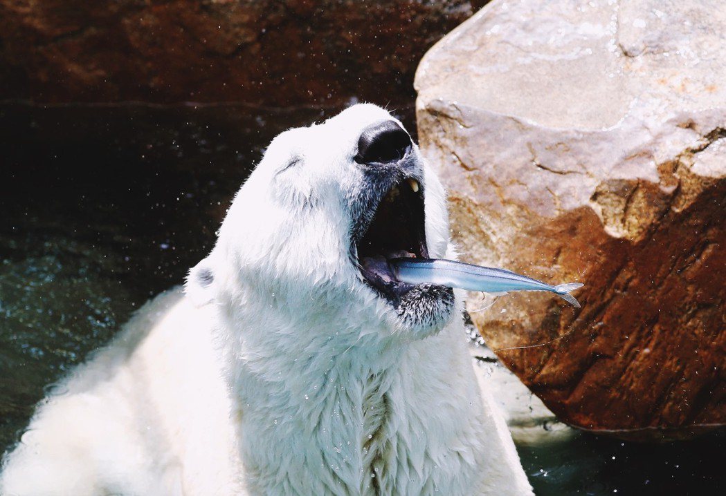 韓國的熱，連北極熊都受不了。圖為南韓愛寶樂園的北極熊「Tonki」，出生在南韓動...