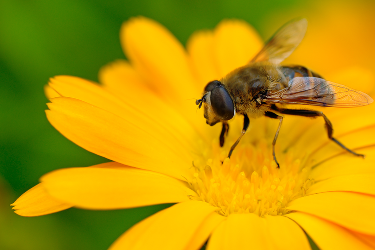 蜜蜂示意圖。 圖／ingimage