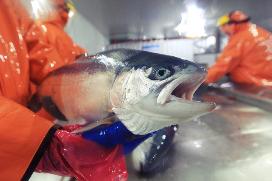 鮭魚出逃事件發生後，智利的漁民與環團，全都緊張指控美威集團「製造了重大的生態危機...