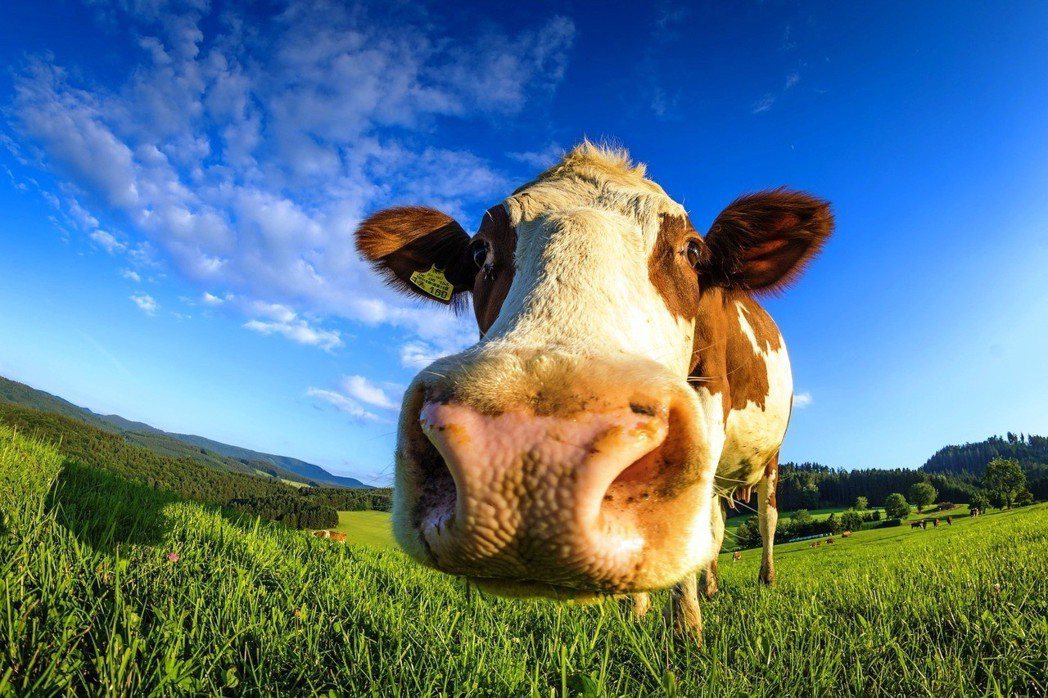 在真鮮乳的工廠內，牛隻一邊擠奶一邊聽音樂。乳牛示意圖。圖／pixabay