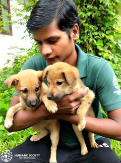 不忍丟下25隻愛犬 印度婦女拒絕撤離淹水住家