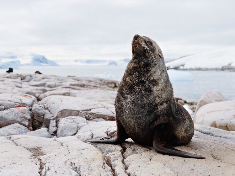 擅長極地攝影的John Bozinov，近3年每年夏天都會前往南極洲，拍下數千張企鵝和海豹的照片。圖／Apple提供