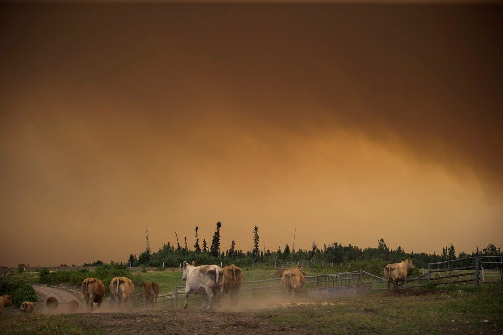 加拿大卑詩省的森林大火持續蔓延，牛群在煙霧瀰漫的牧場內奔跑。圖／美聯社