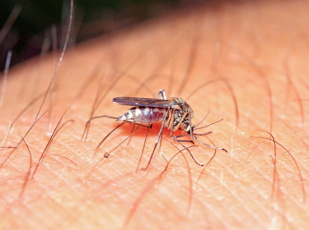 蚊子示意圖。劉姓婦人5年前左小腿被蚊子叮，因搔癢抓出一個小傷口，四處求醫。圖／ingimage