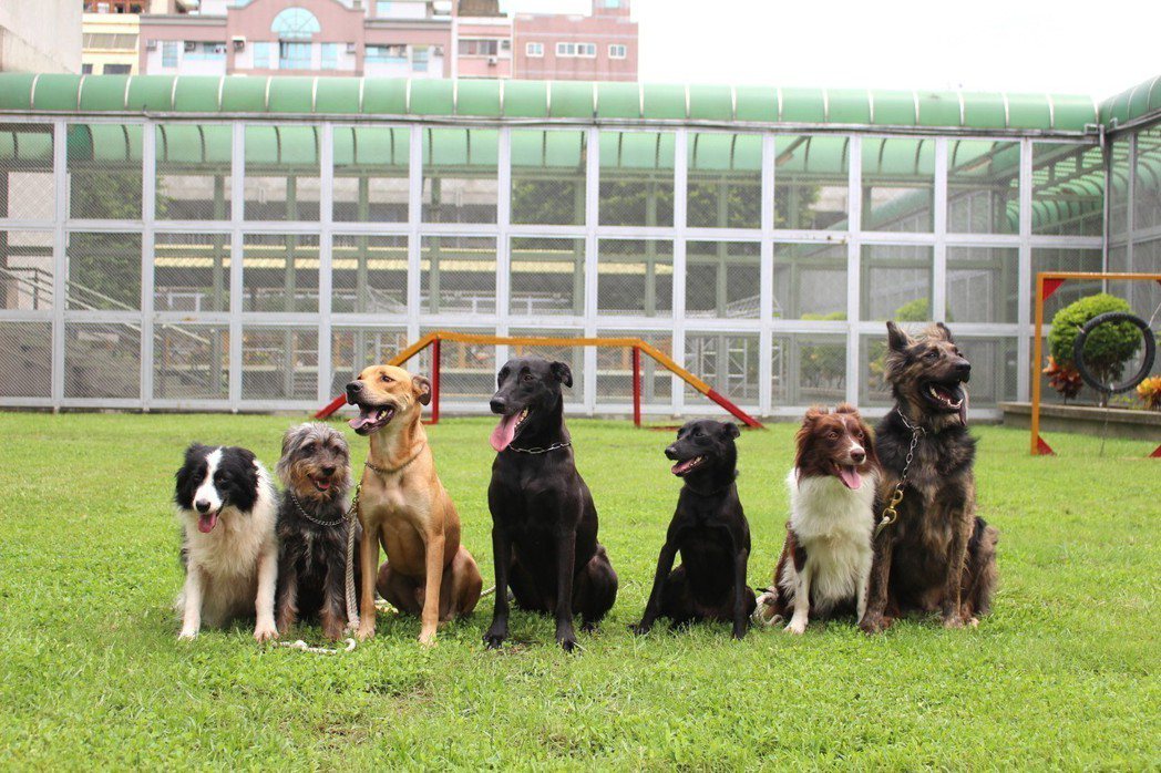 新竹監獄犬訓班的每隻狗狗，都來自新竹流浪動物收容所，12年來竹監已訓練了73隻狗...
