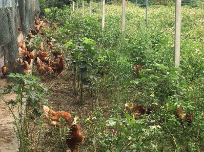 家樂福與非籠飼養的小農合作，希望消費者的選擇能夠翻轉以籠養雞的蛋農生態，圖為放養...
