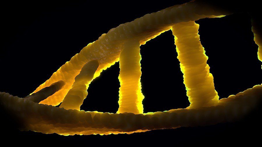 科學家們首次利用基因編輯技術治療大型哺乳動物的杜顯氏肌肉萎縮症，並成功恢復抗肌肉萎縮蛋白質。(photo by pixabay)