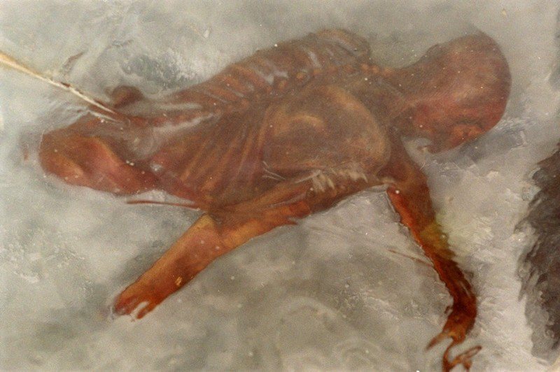 1991年在阿爾卑斯山上發現、凍在寒冰中的「冰人」（The Iceman），已經證實有5千年的歷史，他是死於插在胸口上的箭簇。 圖／美聯社