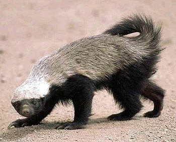 非洲「蜜獾」又被別稱為「平頭哥」。 圖／截自維基百科