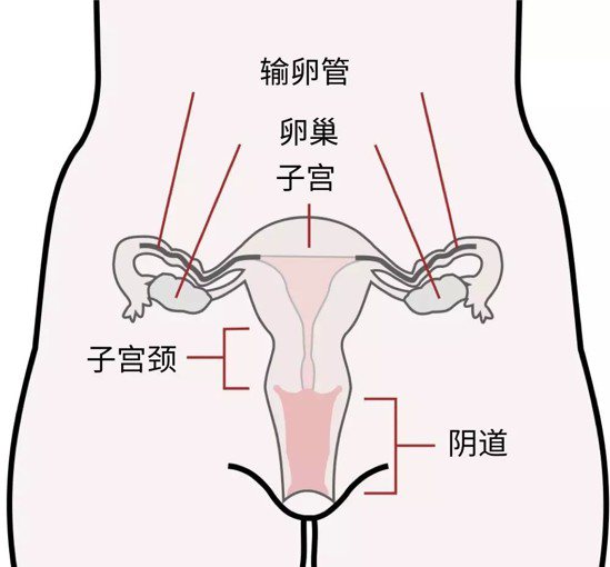 女性生殖系統正面圖| CDC/Wikimedia Commons