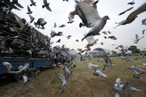 返家路遙遙：賽鴿是台灣之光，還是非法博弈？