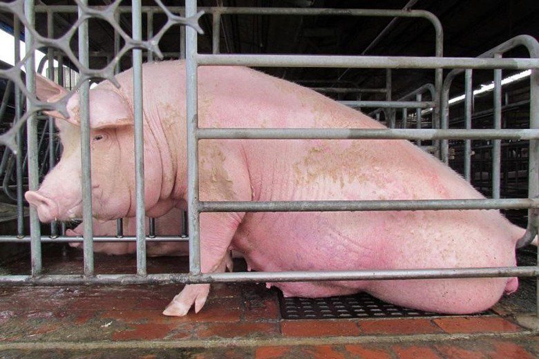有些母豬的體型比「狹欄」大，而腹中小豬又一天天成長，母豬得強忍著肚子遭鐵條壓迫的不適。 圖／台灣動物社會研究會提供