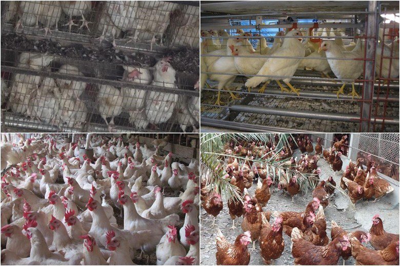 格子籠（左上）的飼養方式會造成雞隻極度緊迫，在歐盟及許多西方國家都已被禁止。豐富籠（右上）、室內平飼（左下）、自然放牧（右下）則屬於雞蛋友善生產系統。 圖／台灣動物社會研究會提供