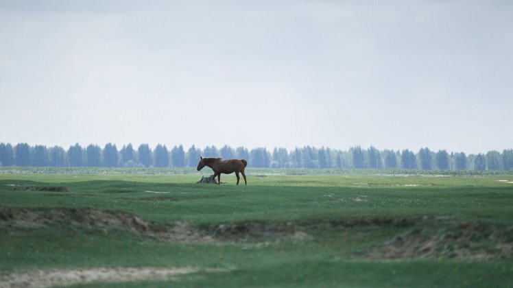 內蒙大草原常見到的「風吹草低見牛羊」景色。圖／Timberland提供
