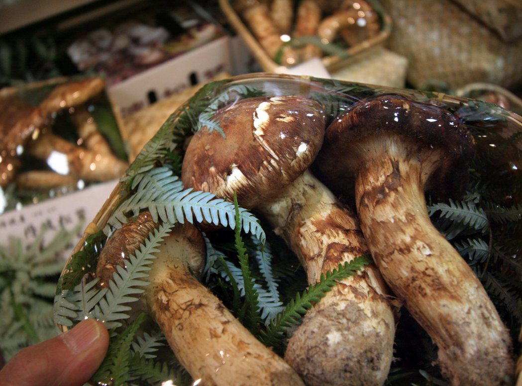 松茸這類高級稀有的蕈類，在市場上都可以賣出非常好的價錢。圖為在日本超市當中販售的...