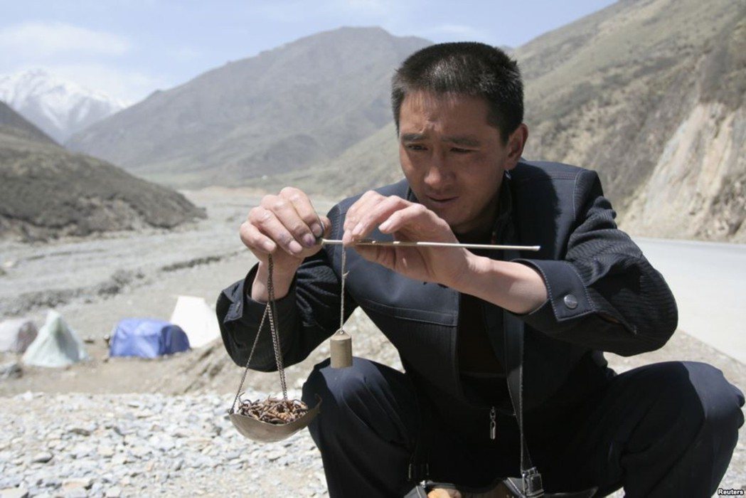 《衛報》採訪青海省從事蟲草採集的藏民則表示，每日的採收量甚至已從過去40至50株...