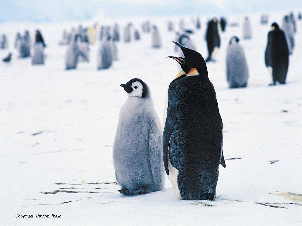 近年來到南極的遊客增多，池田宏擔心遊客會不知不覺傷害到南極的環境和動物，因此他到...