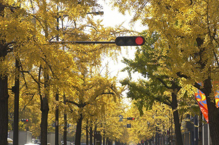 大阪市御堂筋的銀杏樹大道。圖／樂天旅遊提供