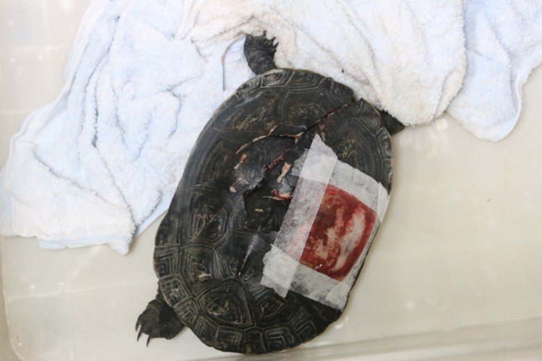 大斑龜，被民眾發現遭汽車碾壓負傷，送往特生中心緊急手術救回一命。 圖／聯合報系資料照