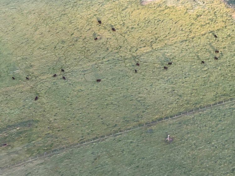 熱氣球上連地面牛群的鳴叫聲都聽得到。圖／記者錢欽青攝影。
