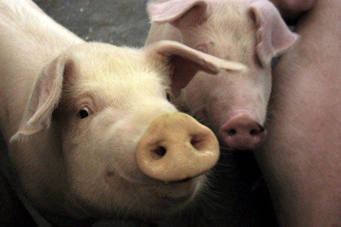 菜市場的法律學：木「豬」屠城記