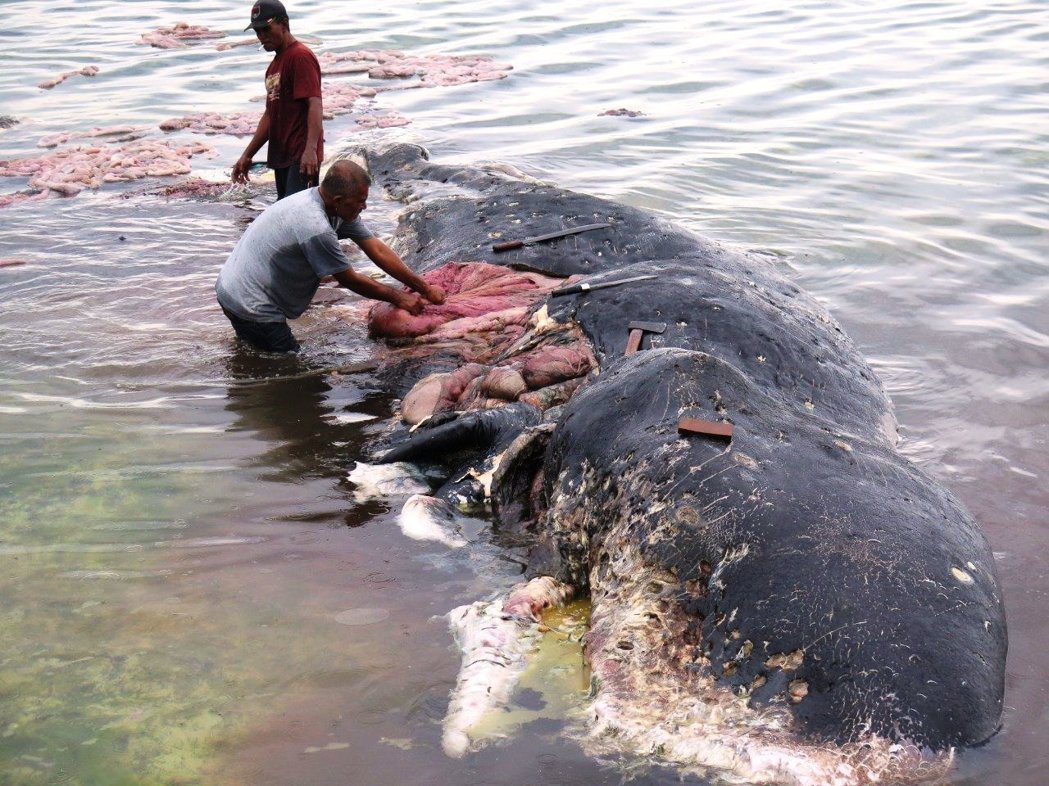 印尼國家公園人員19日將手探進抹香鯨胃內，挖出大量塑膠垃圾。圖／路透社