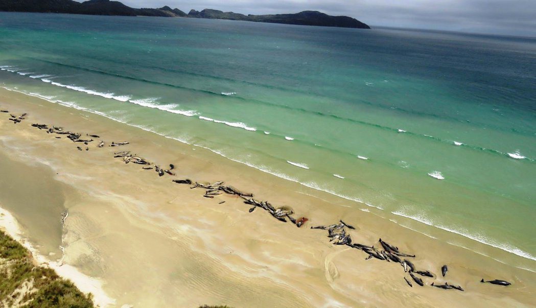 紐西蘭史都華島（Steward Island）海灘24日發生大規模鯨魚擱淺，有多...