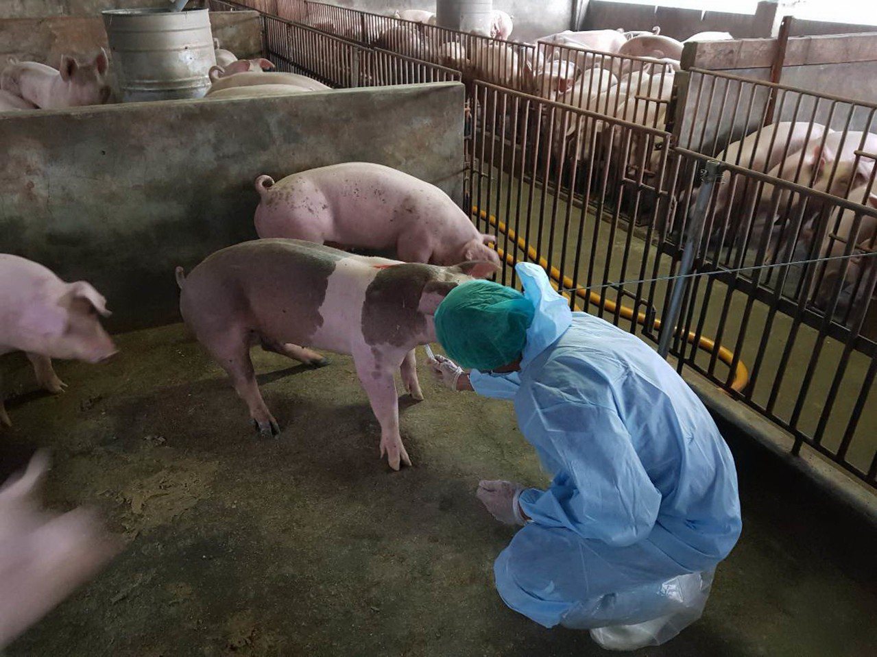 中國非洲豬瘟疫情持續擴散，台灣查獲過2件從中國攜回香腸驗出非洲豬瘟病毒基因，屏東縣政府啟動非洲豬瘟防疫措施。