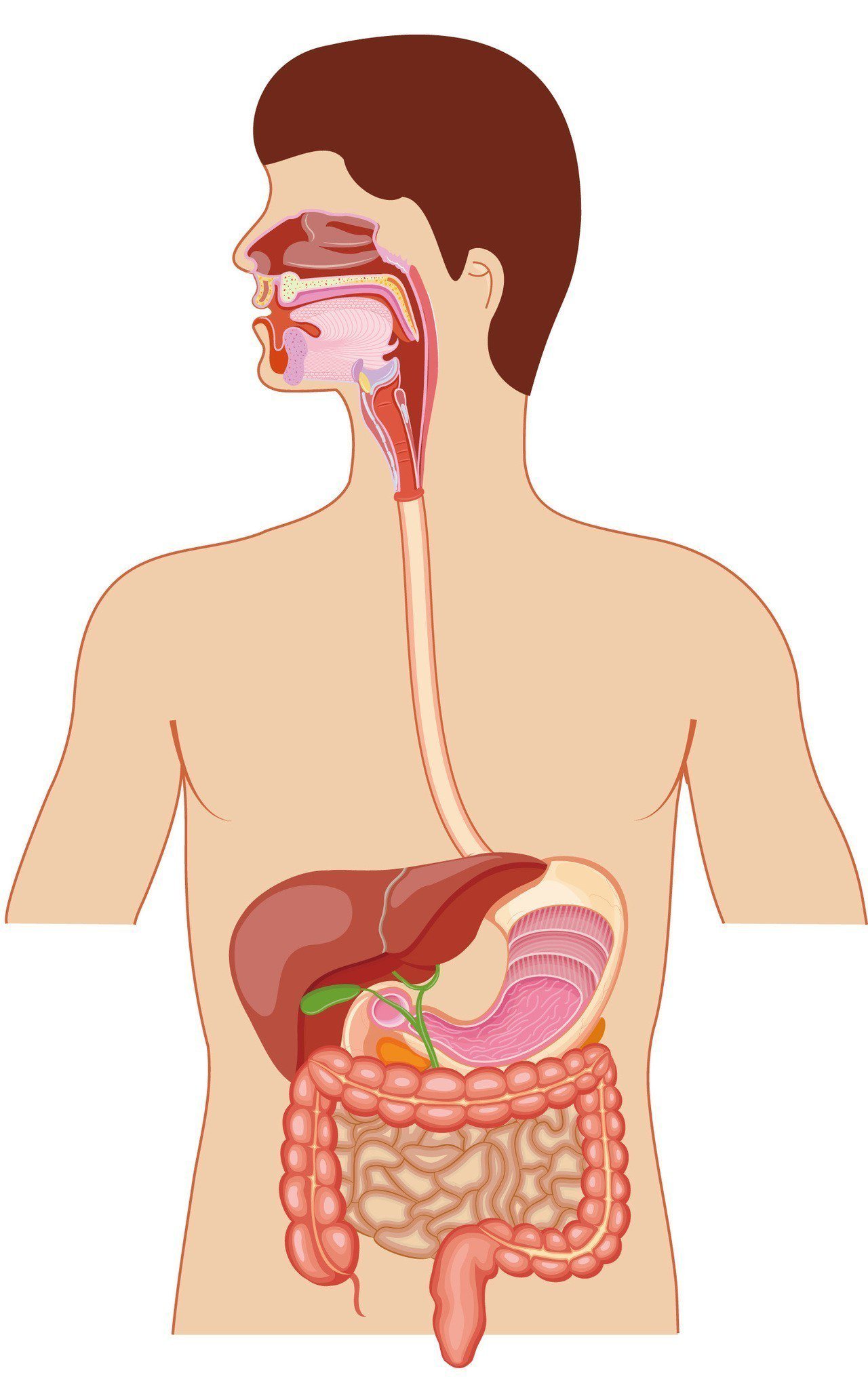 食道由口腔底部到胃部大約40公分，最常見罹癌位置是中段食道。