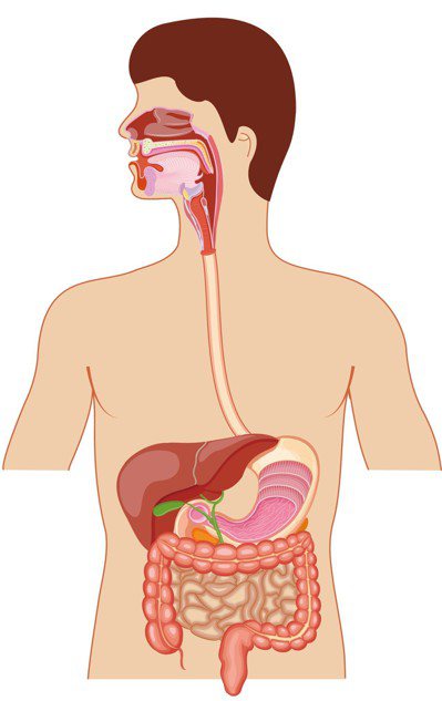食道由口腔底部到胃部大約40公分，最常見罹癌位置是中段食道。 圖／123RF