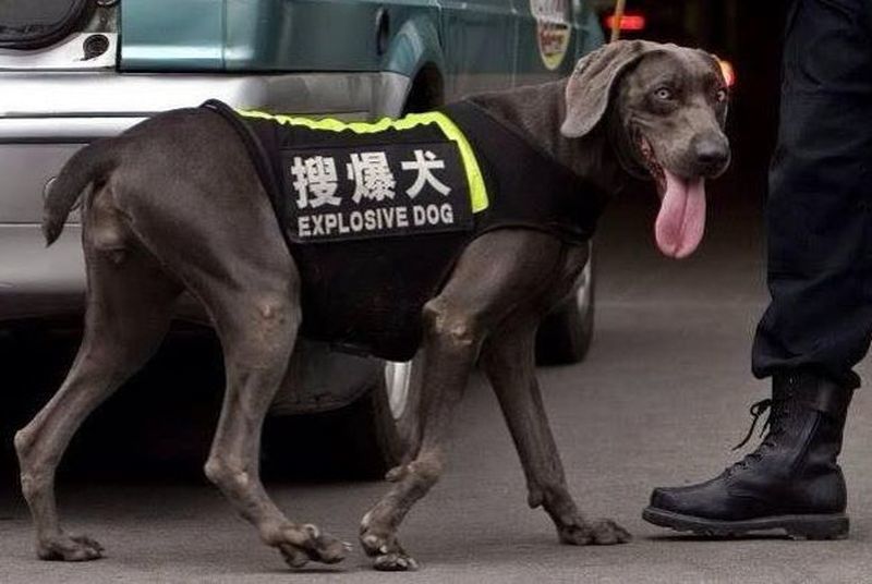 糗大！搜爆犬變「爆炸狗」北京滿街英文讓人噴飯