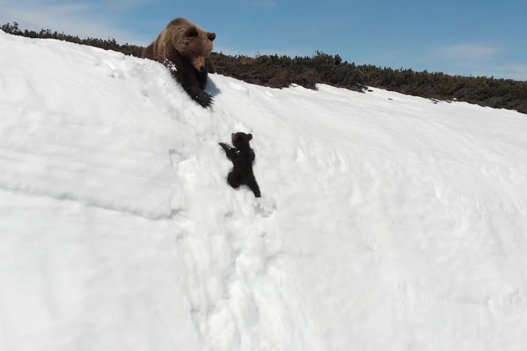 11月中旬，一部「小熊爬雪山」的影片在網路瘋傳。 圖／截自viralhog