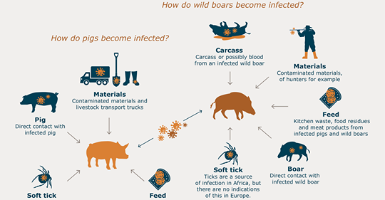 非洲豬瘟的病毒傳播途徑。（圖片來源：https://www.wur.nl/en/...