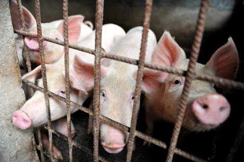 中國安徽省臨泉縣的一個村莊，豬隻被圈在籠子裡。圖／美聯社