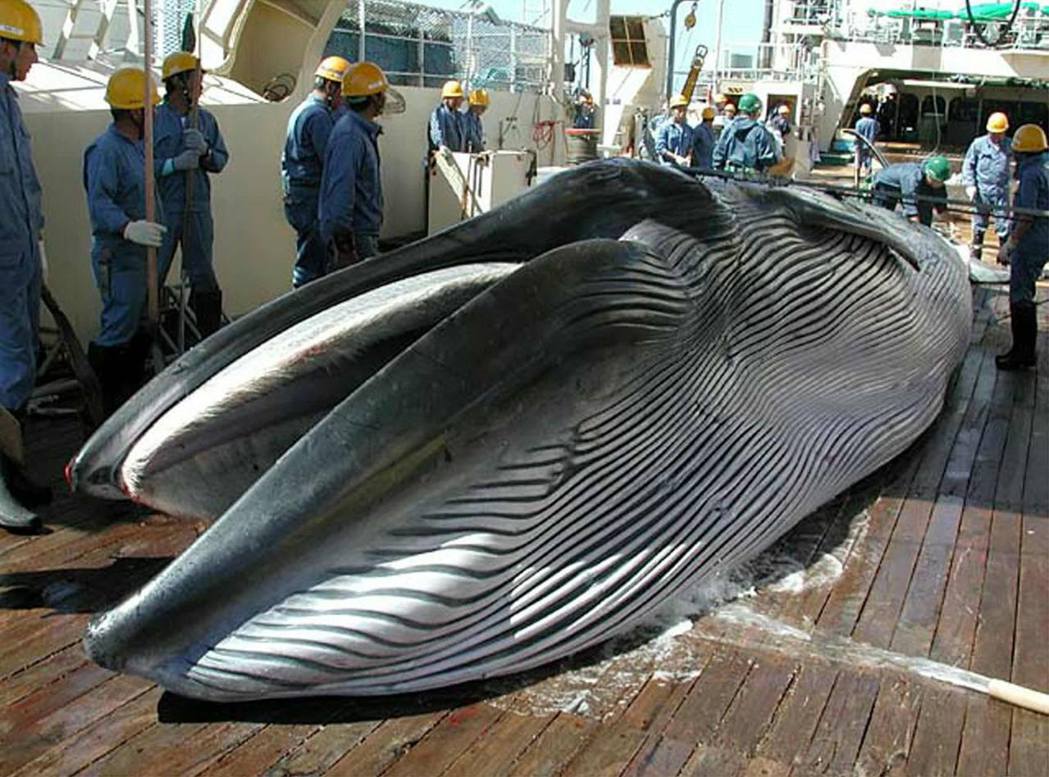 日本將重返「大捕鯨時代」？ 圖／路透社