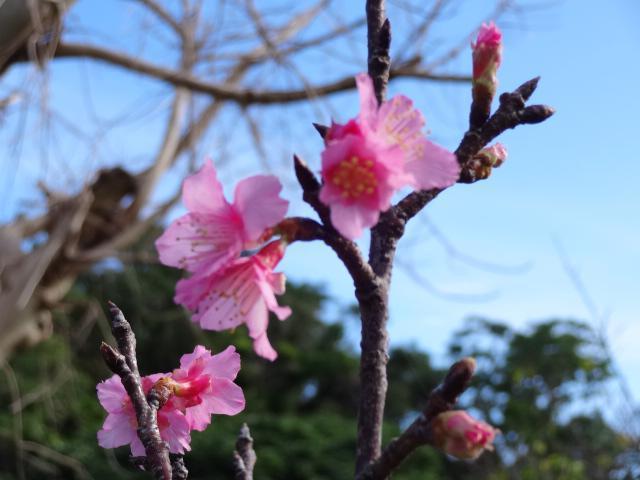 宮古島的寒緋櫻日前已經開花。圖／摘自Weathernews