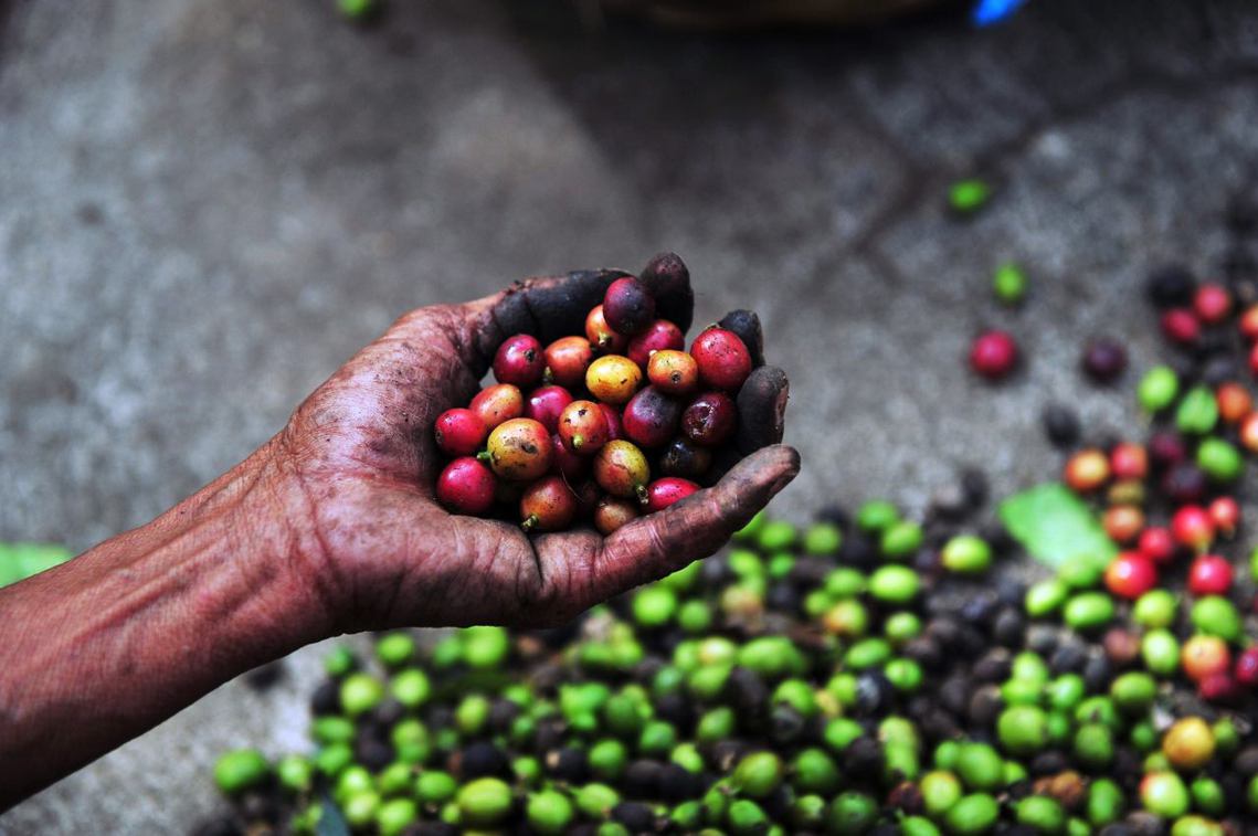 阿拉卡比咖啡囊括了全球商業咖啡市場的70%，其野生種也被列入有滅種威脅的名單。 ...