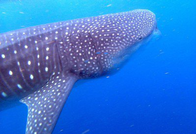 身為世界上體型最大的魚類，鯨鯊需要足夠的食物獲取營養。圖／pixabay