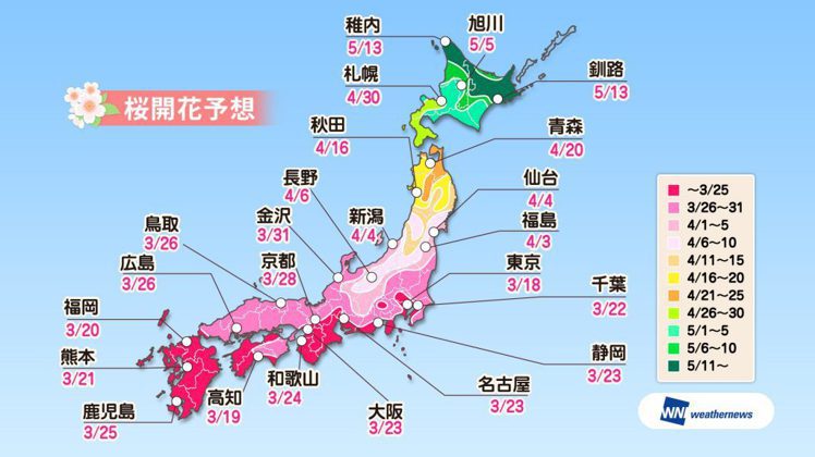 weathernews的櫻花預測，3月18日東京就會開花。圖／摘自官網