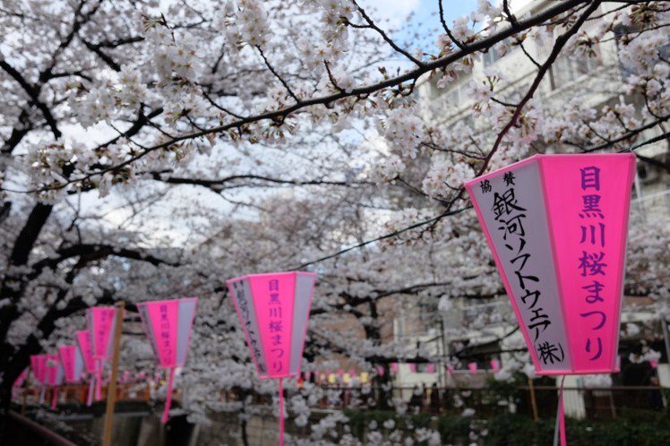 中目黑是東京賞櫻人氣景點之一。圖／記者黃仕揚攝影