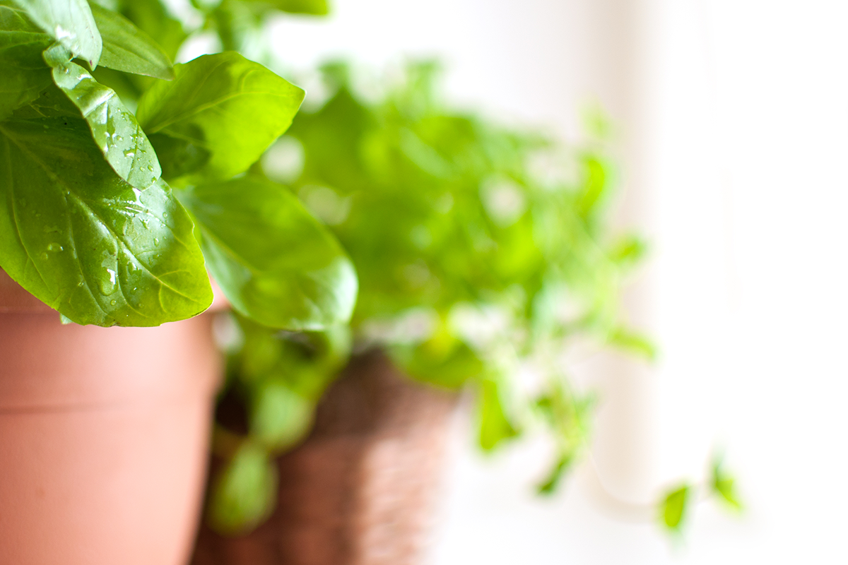 許多人會在家中種植盆栽盼改善空氣品質，這確實有效。